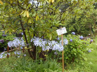 アガパンサスが咲いています。