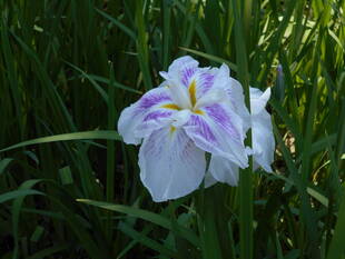 ショウブが再び咲きました。