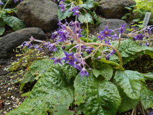 イワタバコが咲いています。