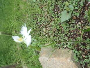 サギソウが咲きました