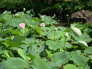 馬場花木園ハスの開花状況