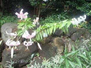 鬼百合が咲き始めました