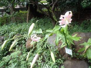 百合が咲き始めました