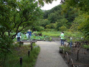 早朝ハスの観賞会が開催されました。