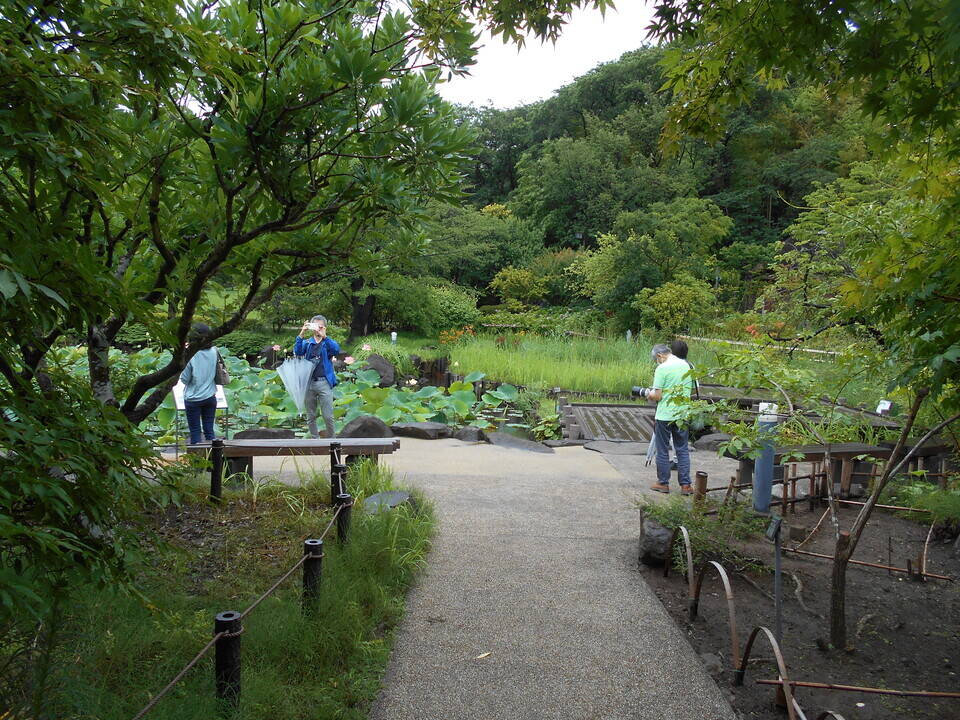 早朝ハスの観賞会が開催されました。の写真