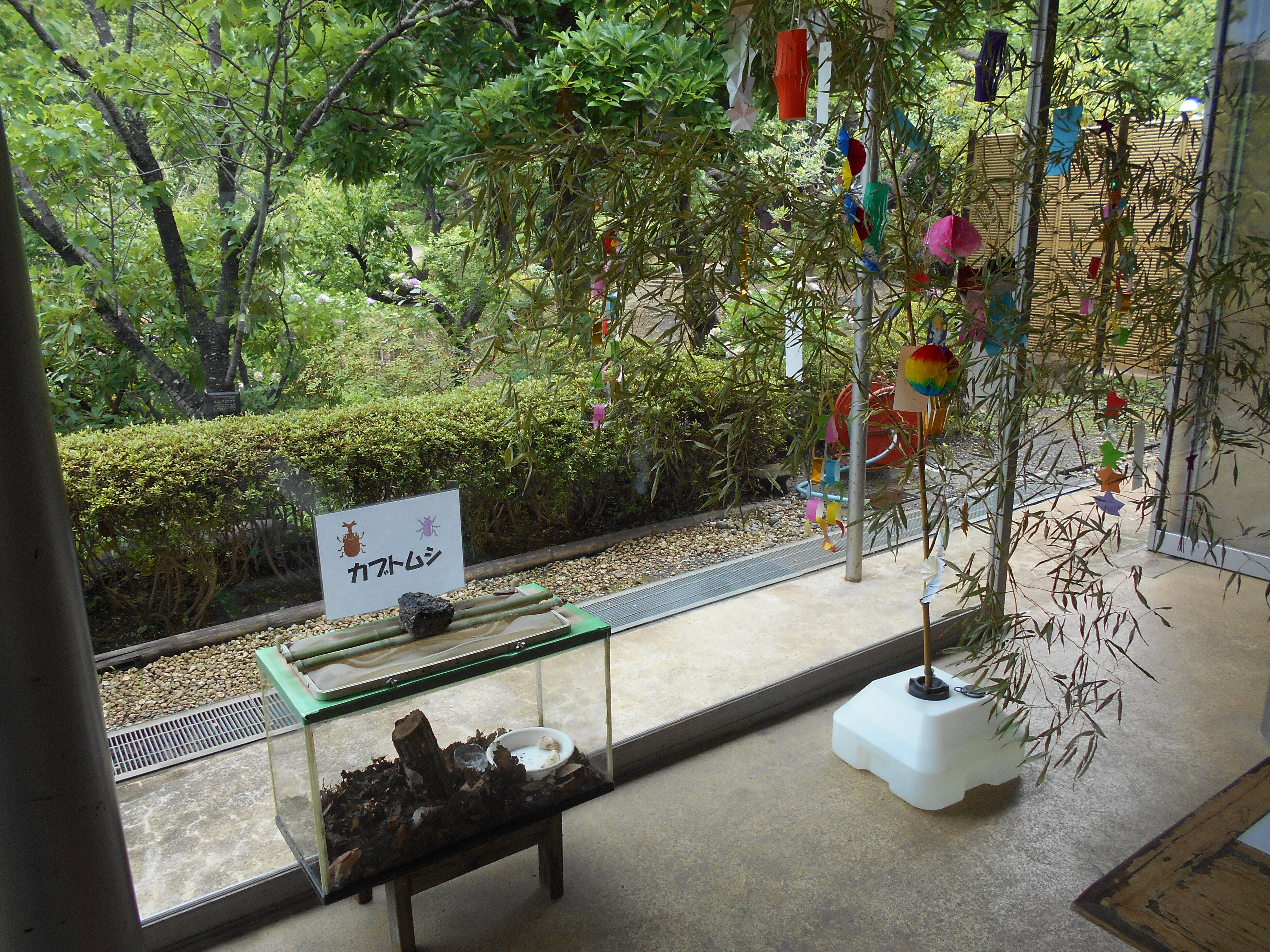 カブトムシの展示をおこなっています。の写真
