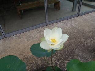 早朝ハスの観賞会３