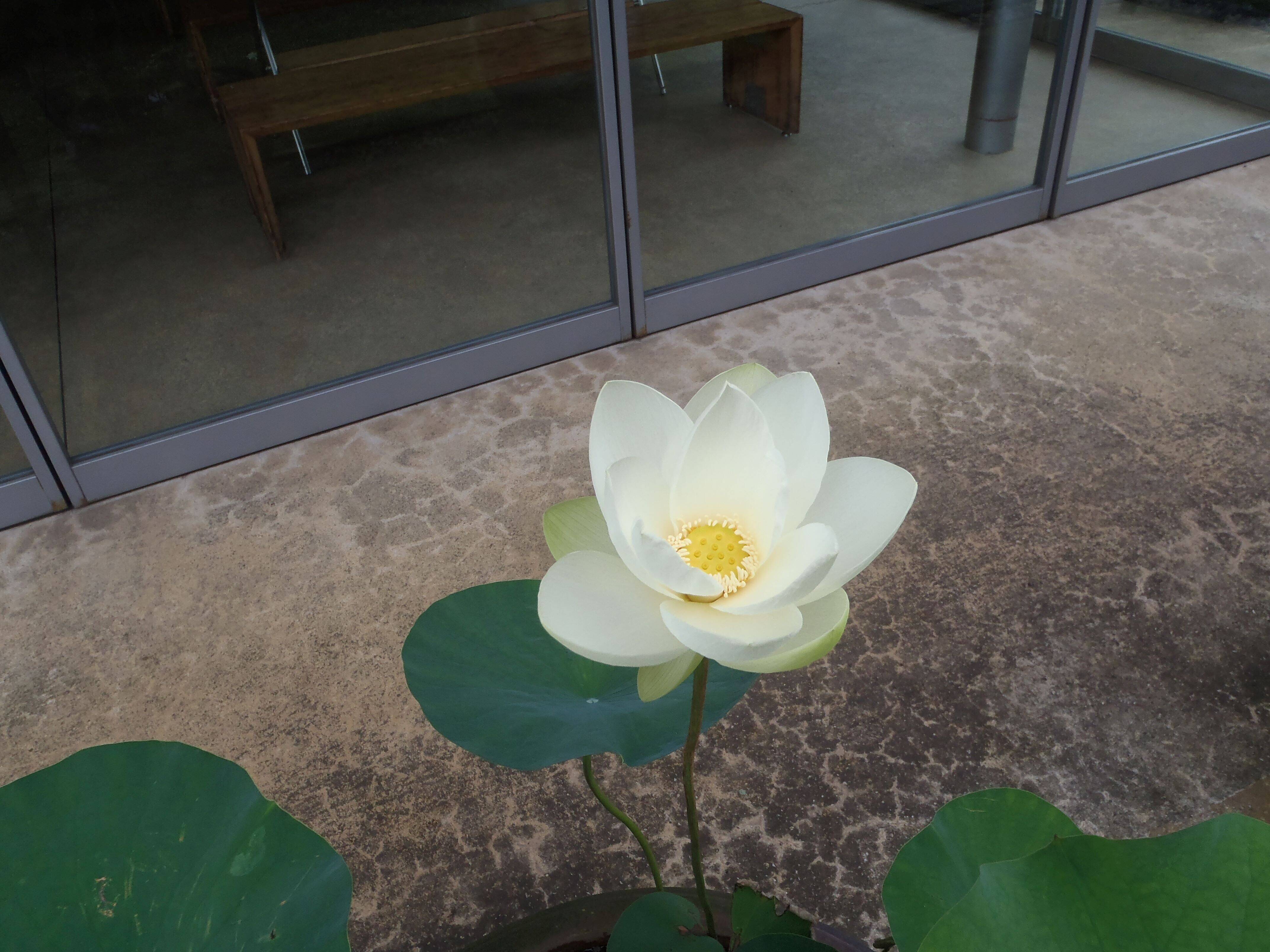 早朝ハスの観賞会3の写真