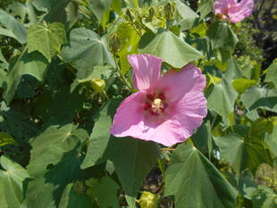 芙蓉が咲いています。