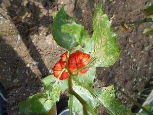 ホオズキが実っています。