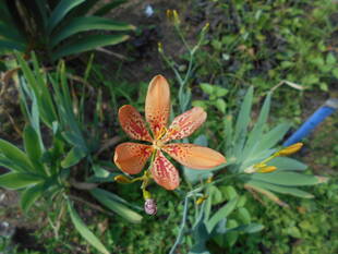 ヒオウギが咲いています。