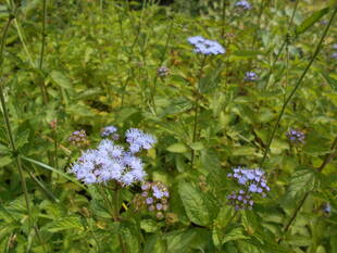 カッコウアザミが咲いています。