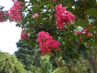 サルスベリの花が咲いています。