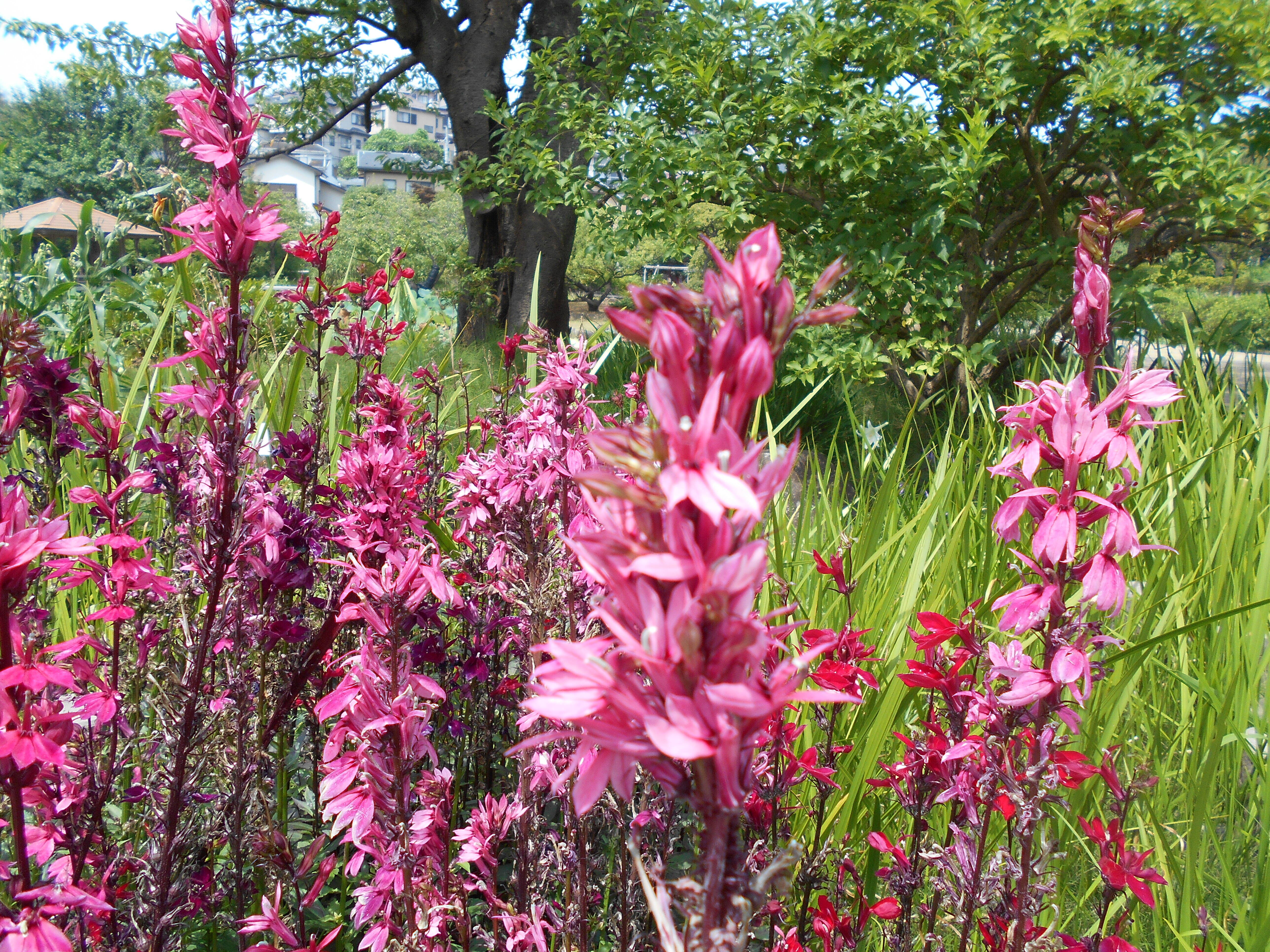 サワギキョウの花が咲いています。の写真
