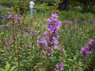 ミソハギが咲いています。