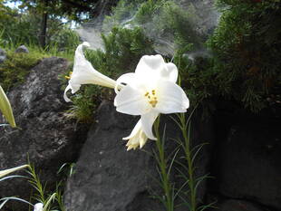 タカサゴユリが元気です。