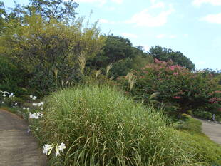 猛暑だが秋がしのび寄っています。