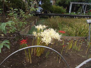 彼岸花の白と赤のコントラストが鮮やかです。