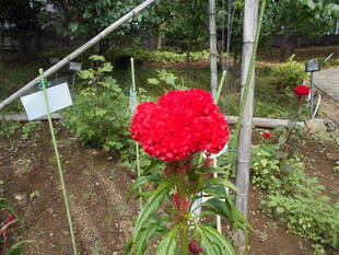 ケイトウの花が咲いています。