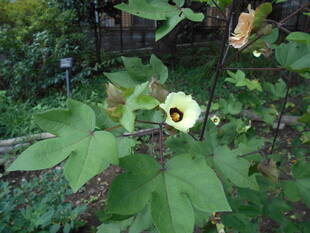 綿の花が咲いています。