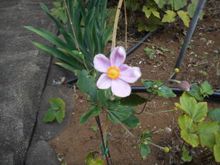 シュウメイギクが咲いています。