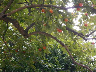 柿の実が色づき始めました。