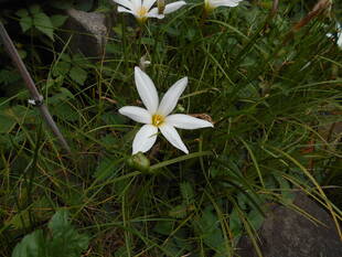 タマスダレが咲いています。