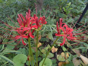 彼岸花が咲いています。