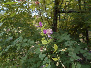 ハギの花が咲き始めました。