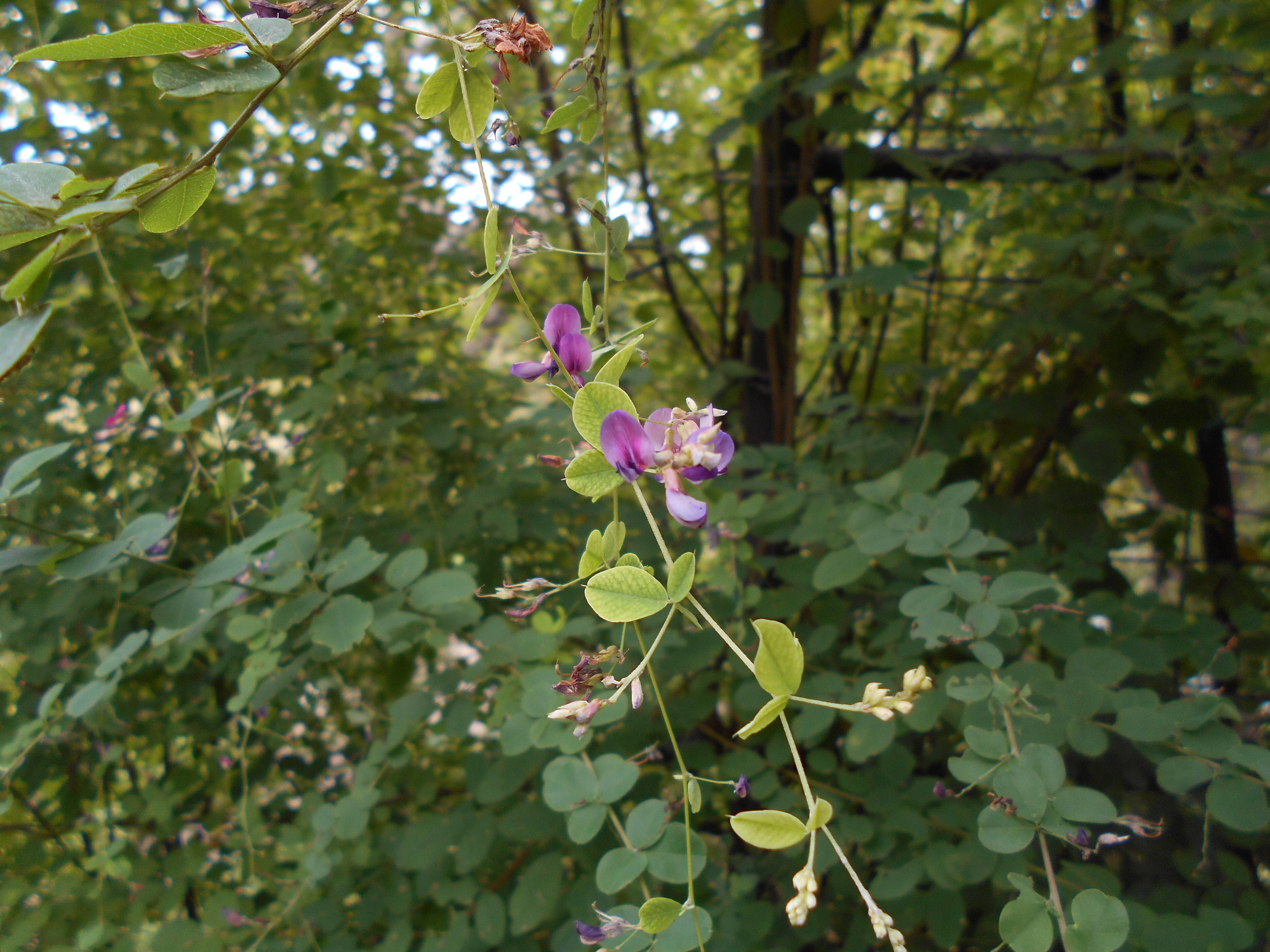 ハギの花が咲き始めました。の写真