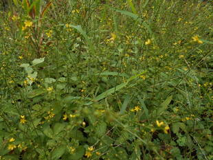 キンミズヒキが咲いています。