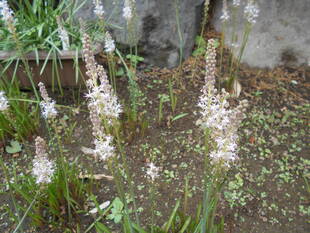 ツルボが咲いています。