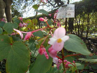秋海棠が咲いています。