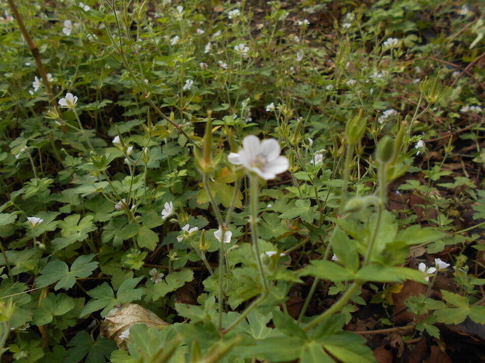 ゲンノショウコという名の花が咲いています。の写真