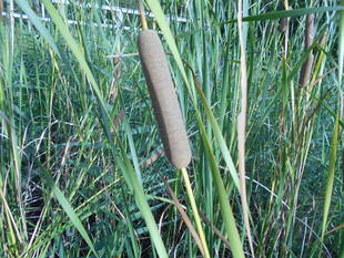 ガマの秋らしい風景です。