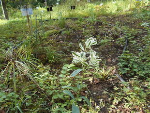 ハツユキソウが咲いています。