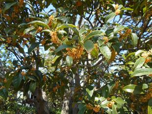 キンモクセイの香りがかぐわしい。