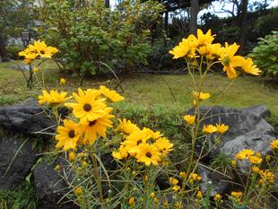 ヤナギバヒマワリが咲いています。
