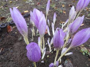 イヌサフランが咲いています。