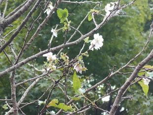 十月桜が咲いています。