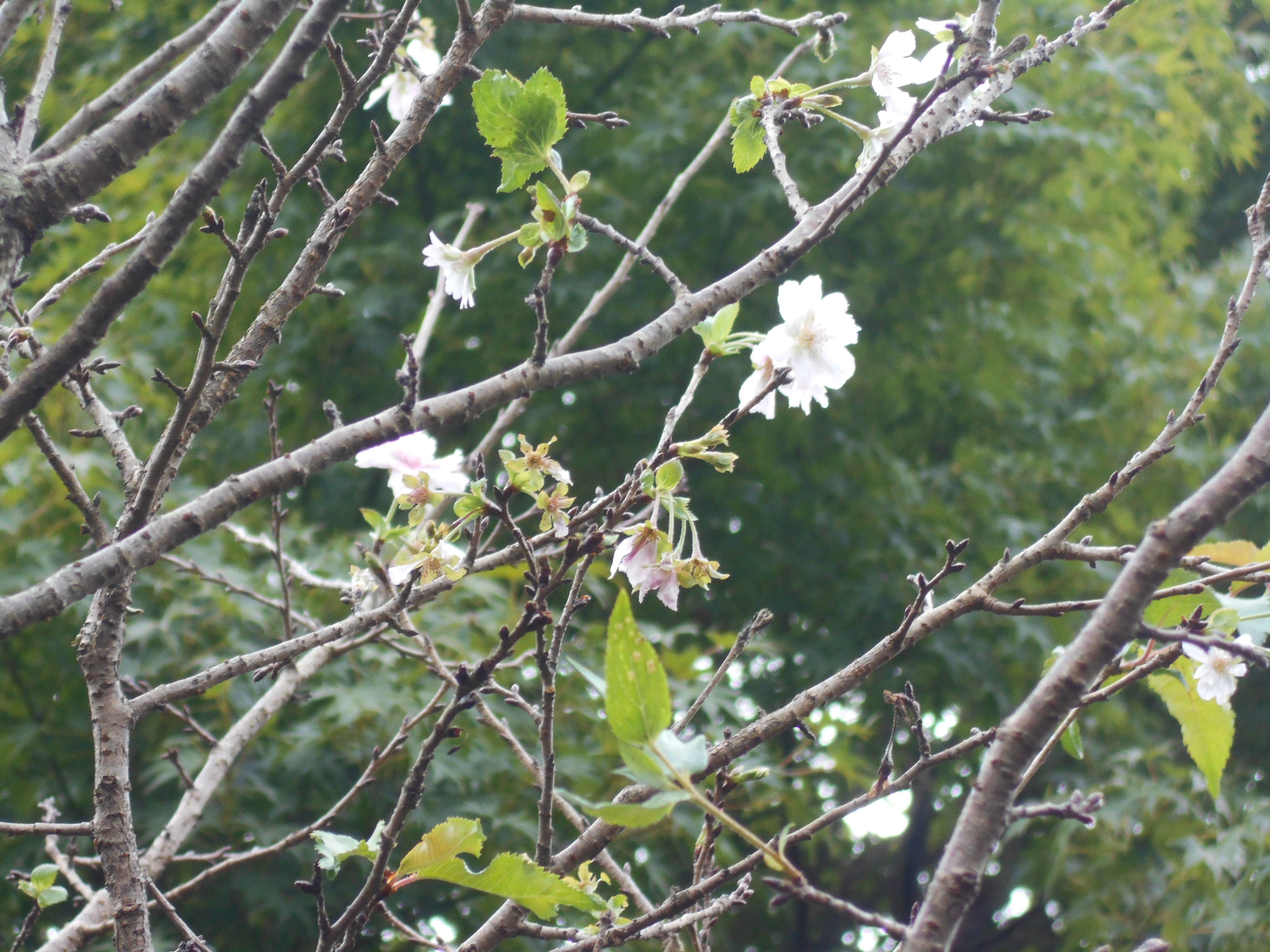 十月桜が咲いています。の写真