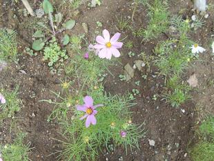 コスモスが咲いています。