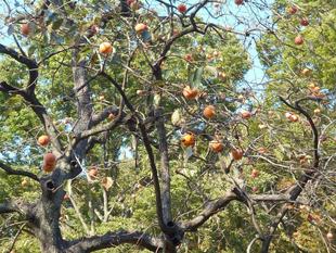 馬場花木園の秋の風情