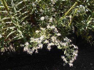 ヨメナが咲いています。