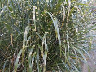 タカノハススキの秋の風情