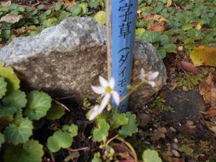 大文字草が咲いています。