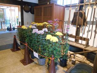 重陽の節句が始まりました。