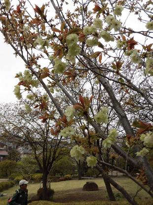 ウコンザクラ（鬱金桜）