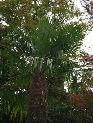 シュロ（棕櫚）