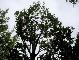 タイサンボク（泰山木）